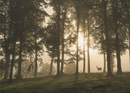 Deer in the morning mist. | Canvas