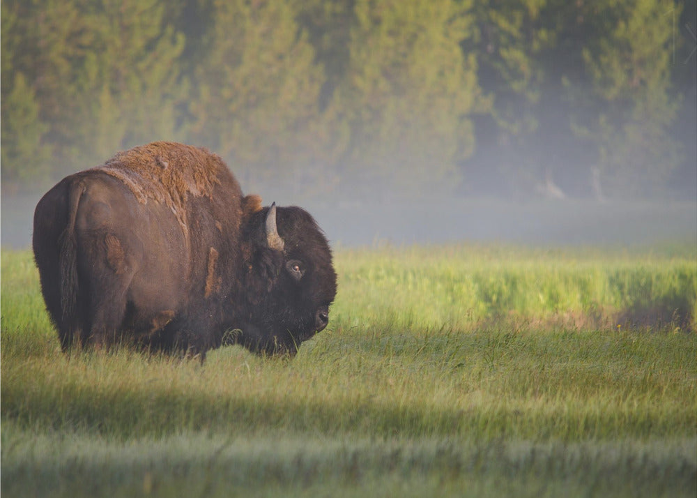 Bison in Morning Light | Canvas