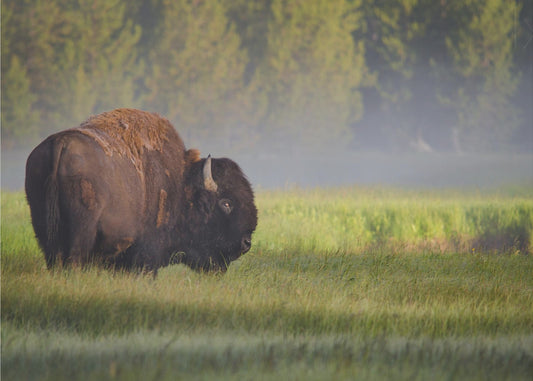 Bison in Morning Light | Canvas