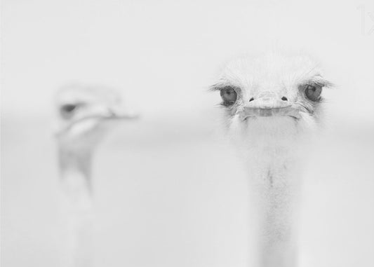 Funny ostrich | Poster