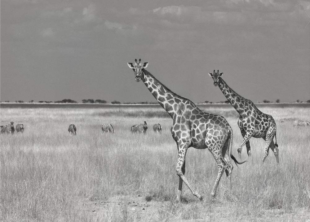 Tourists Spend | Canvas