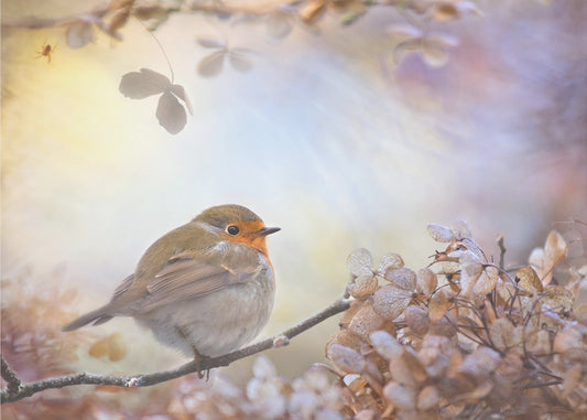 Robin on dreams | Canvas