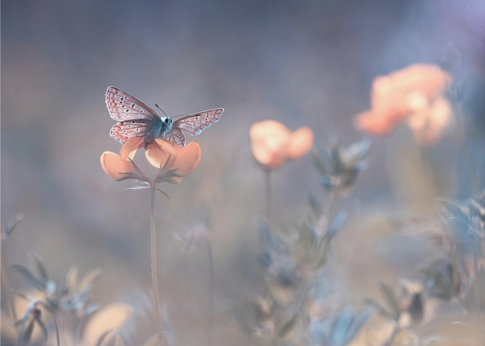 The Lady of Lothlorien | Wallpaper