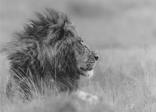 The king is alone | Canvas