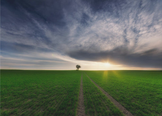 loner in the sun | Canvas