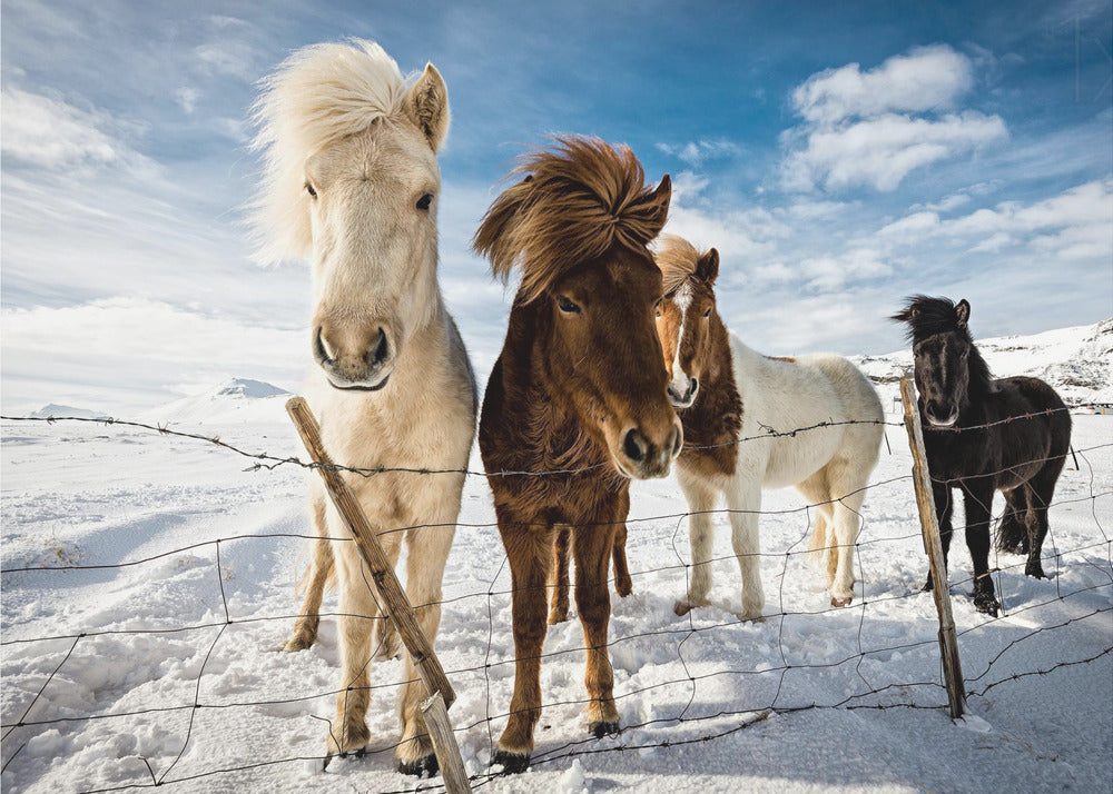 Icelandic Hair Style | Canvas