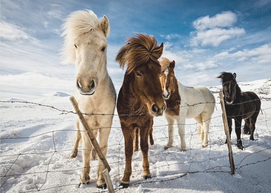 Icelandic Hair Style | Canvas