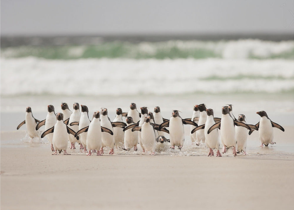 Desembarco | Wallpaper