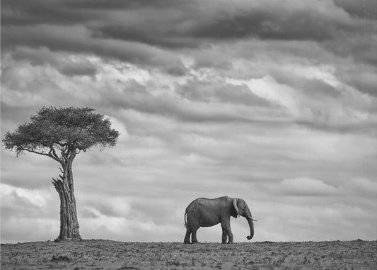 Elephant Landscape | Canvas