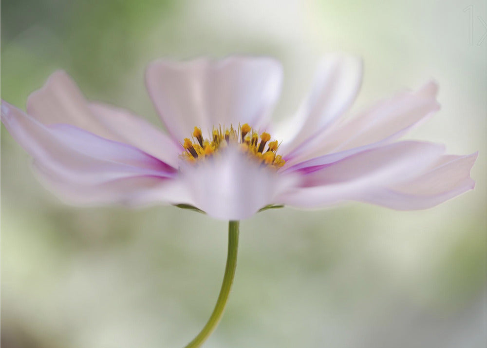 Cosmos Cloud | Canvas