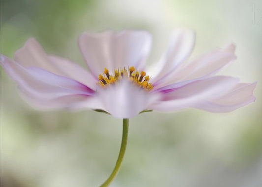 Cosmos Cloud | Canvas