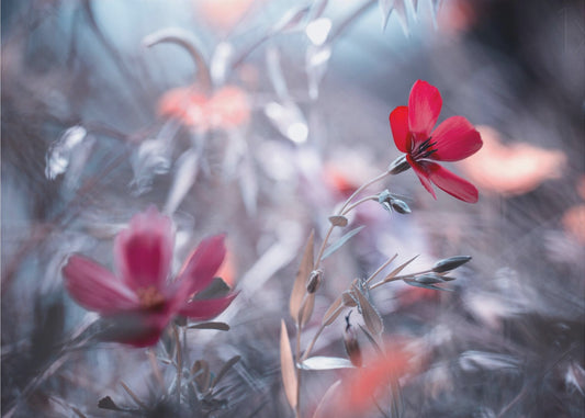 Une Fleur, une Histoire | Canvas