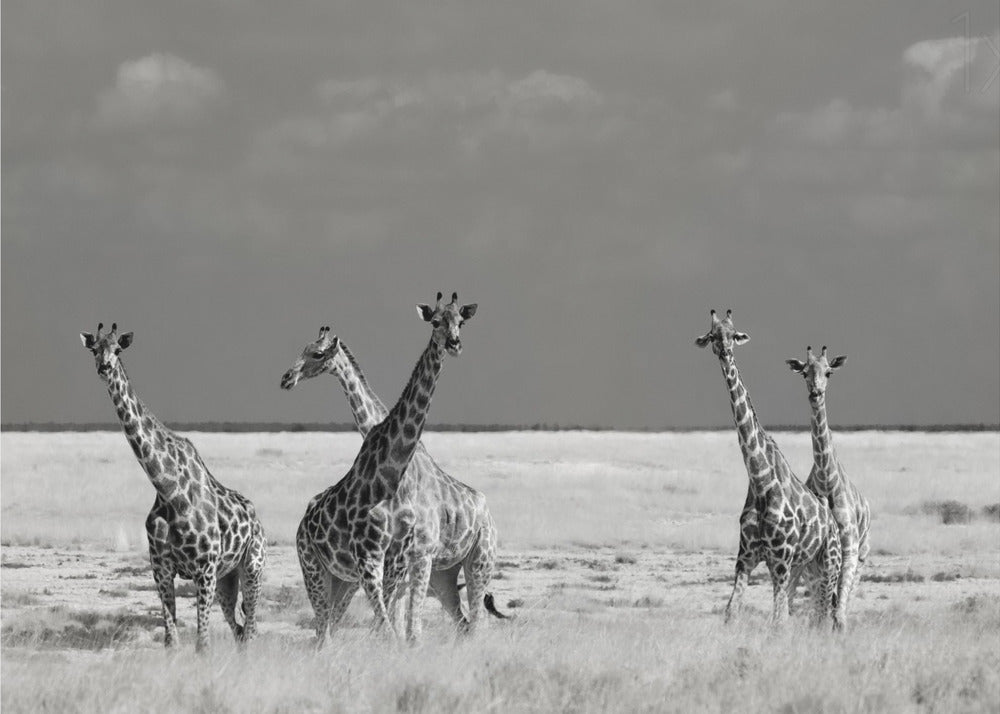 Look Girl Strange Animals | Canvas