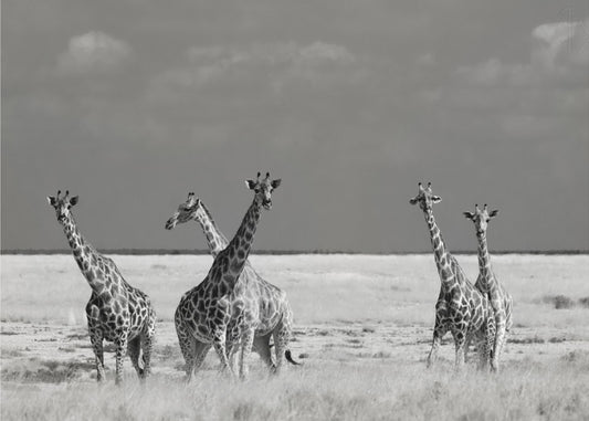 Look Girl Strange Animals | Canvas