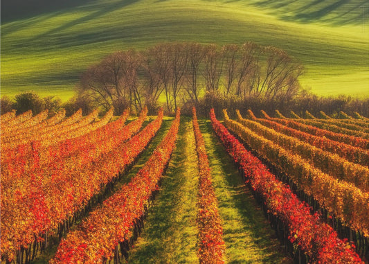 vine-growing | Wallpaper