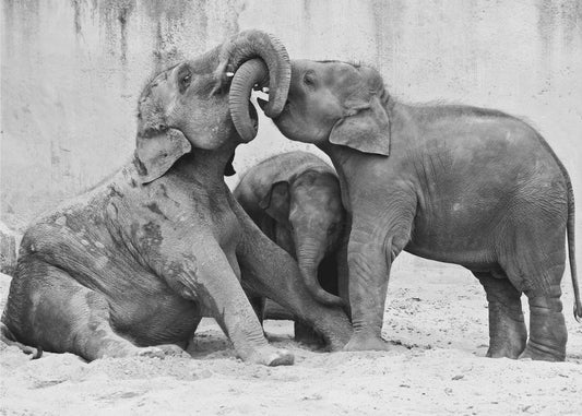 MÃ‰NAGE Ã€ TROIS | Canvas