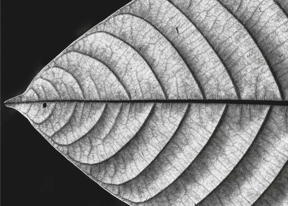 Dry Fish | Wallpaper