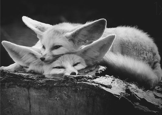 The happy couple | Canvas