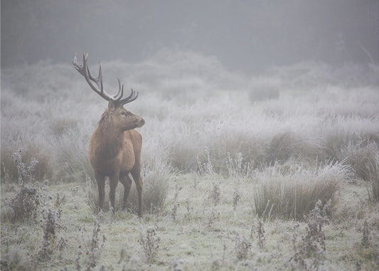 Prideful. deer . | Canvas