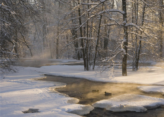 The first light | Canvas