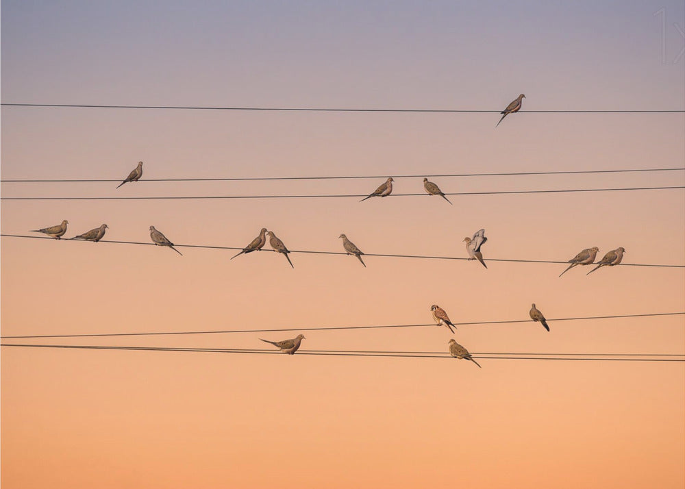 Music of Light | Canvas