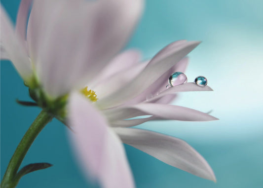 In turquoise Company | Canvas