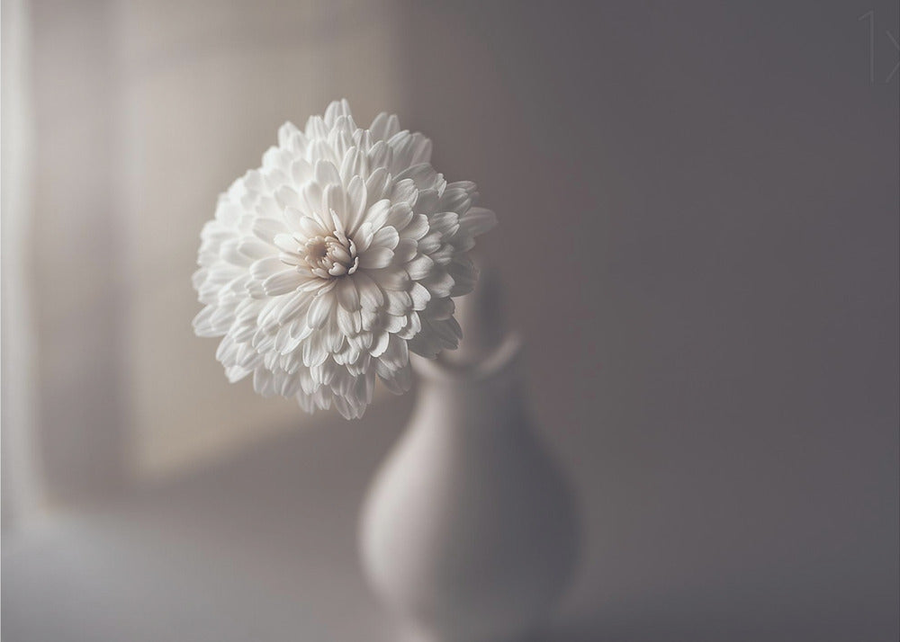 window light | Canvas