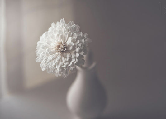 window light | Canvas