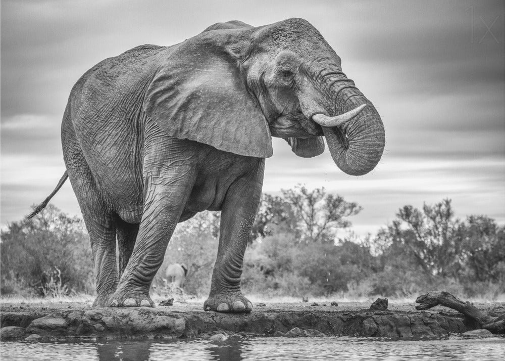 Standing Proud | Canvas