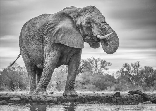 Standing Proud | Canvas