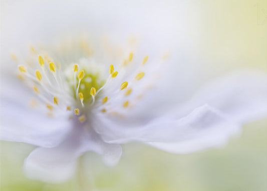 Anemone Beauty | Canvas