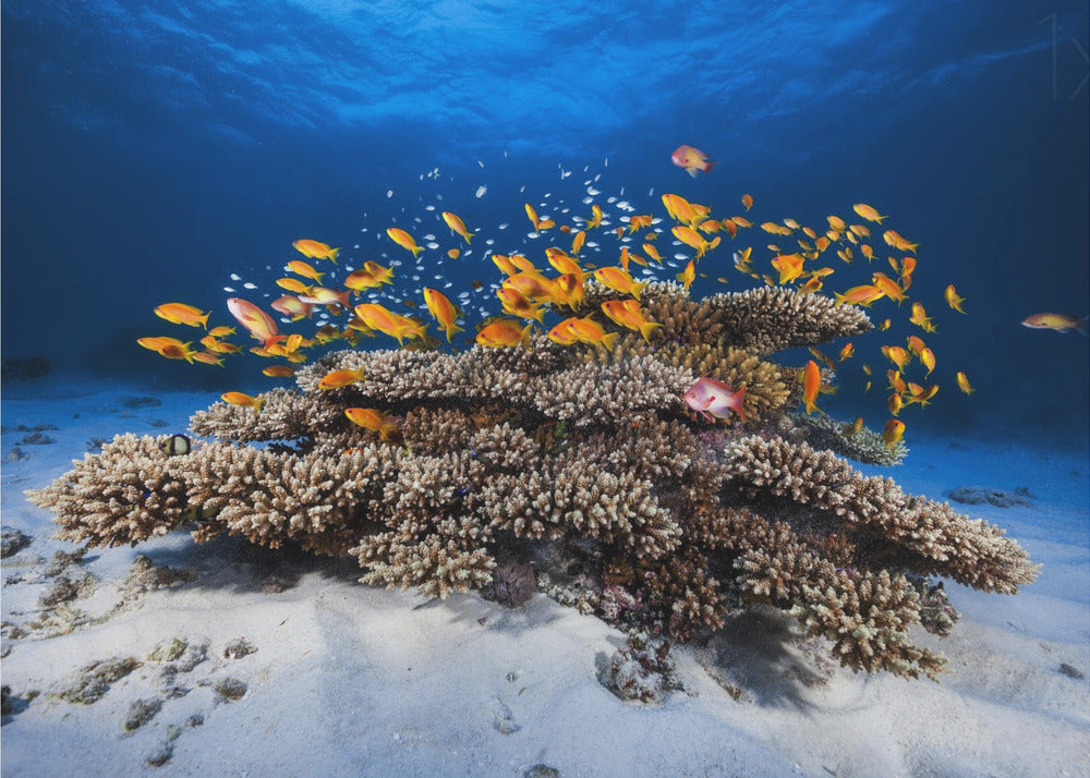 Marine Life | Canvas