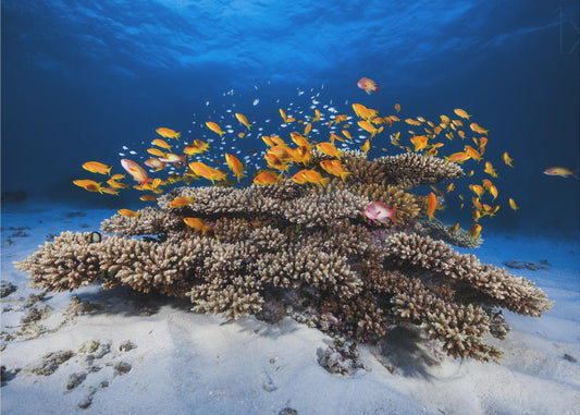 Marine Life | Canvas