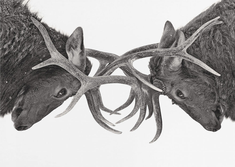 Eye to Eye - Elk fight | Poster
