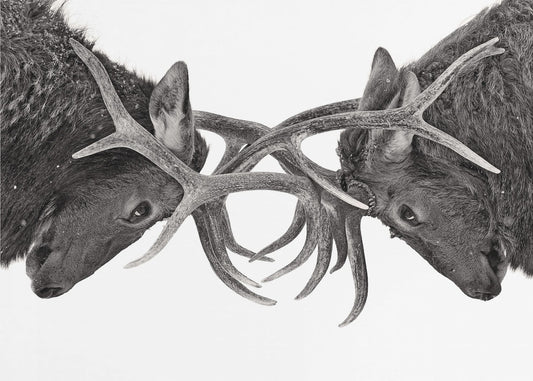 Eye to Eye - Elk fight | Poster