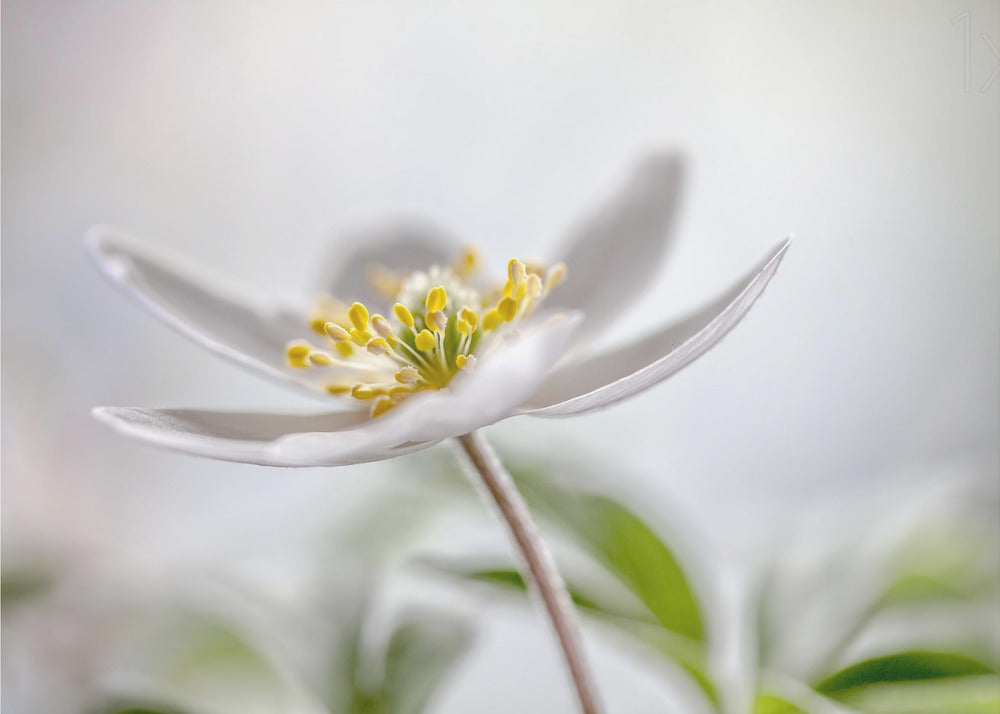 Wood Anemone | Poster
