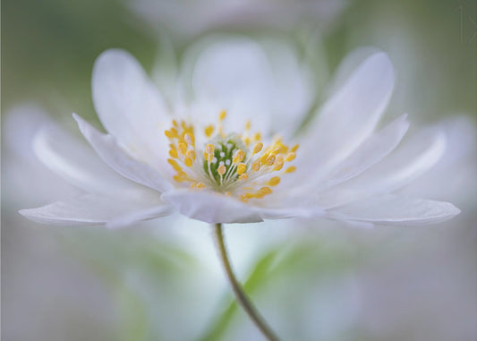 Nemorosa Nirvana | Poster