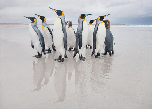 Bodyguard | Wallpaper