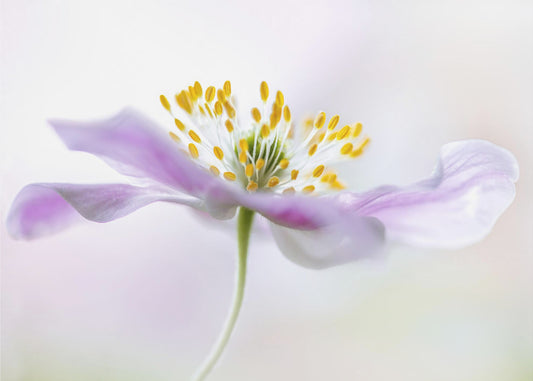 Wood Anemone | Poster