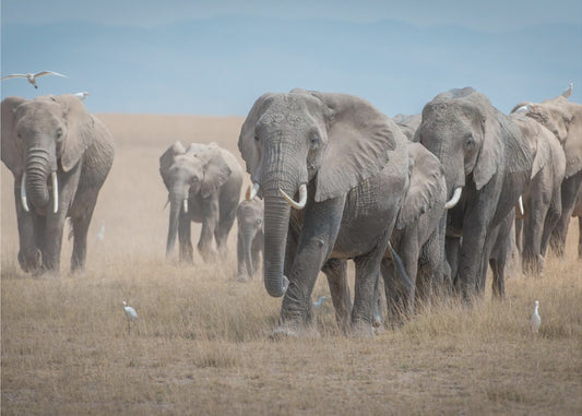 Remember the Titans | Poster