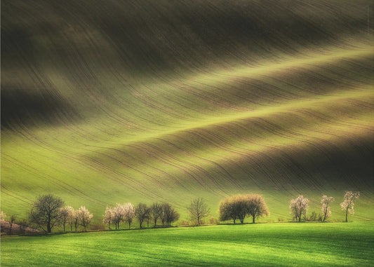 Moravian Fields | Wallpaper
