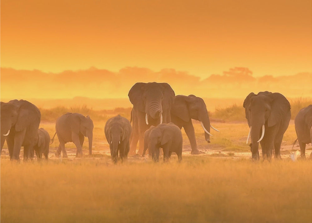 Golden Light | Wallpaper