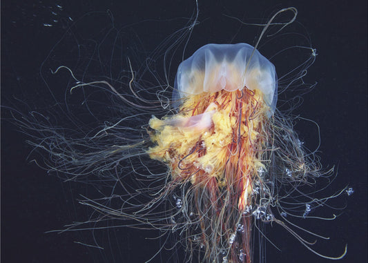 Giant Lion's Mane | Poster