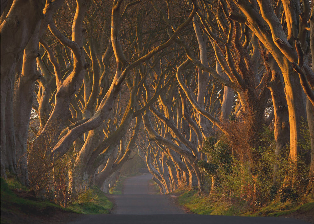 The Dark Hedges in the Morning Sunshine | Poster