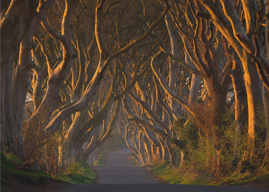 The Dark Hedges in the Morning Sunshine | Canvas