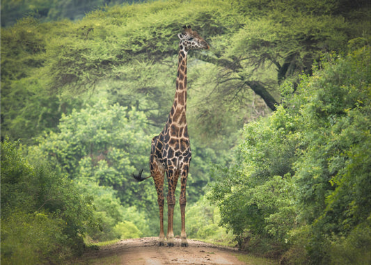 unexpected meeting | Wallpaper