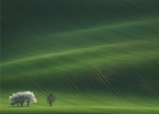 Ladies in White | Wallpaper