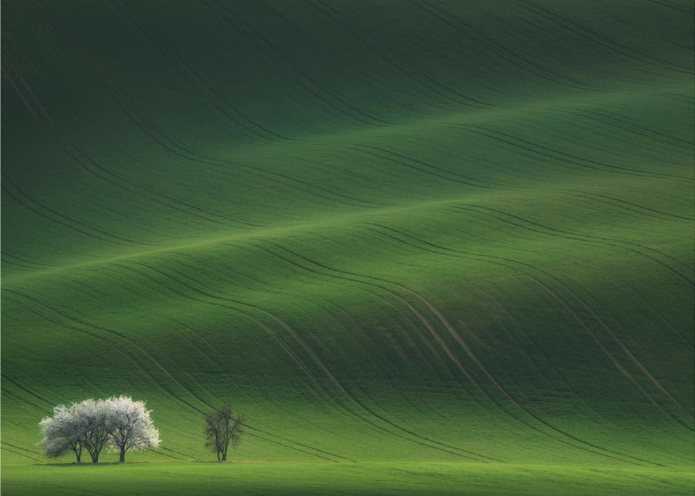 Ladies in White | Canvas