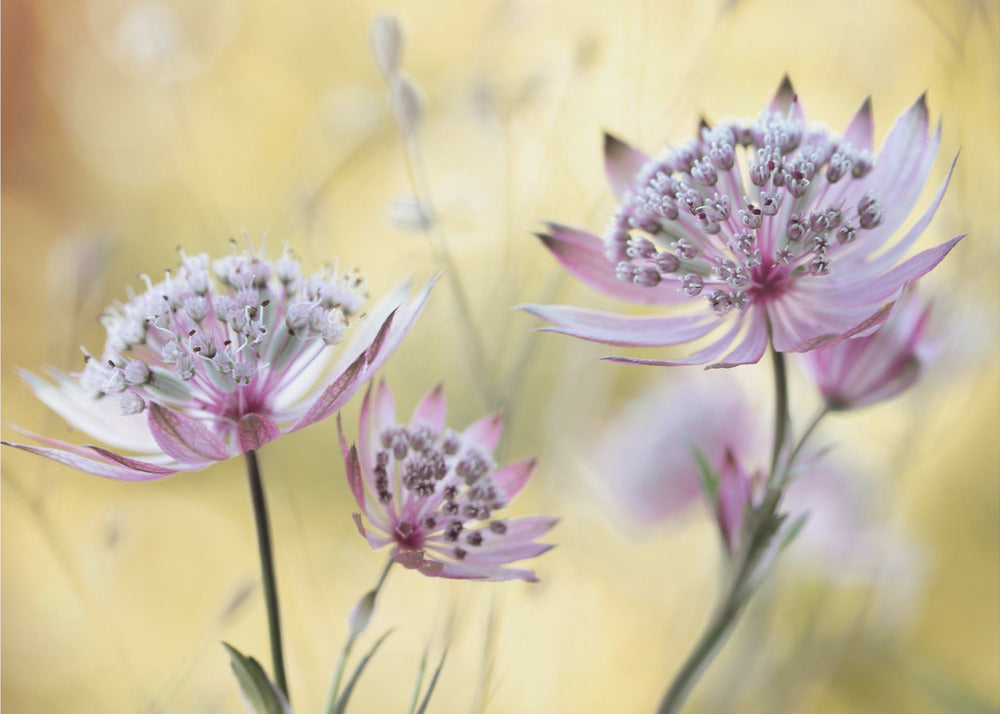 Astrantia Major | Poster