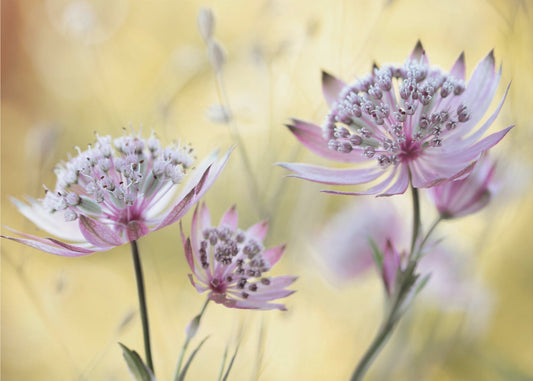 Astrantia Major | Poster